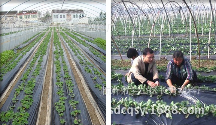 Película de plástico agrícola PE película de plástico agrícola tela de plástico espesado negro película de efecto invernadero película antigoteo pofilm al por mayor