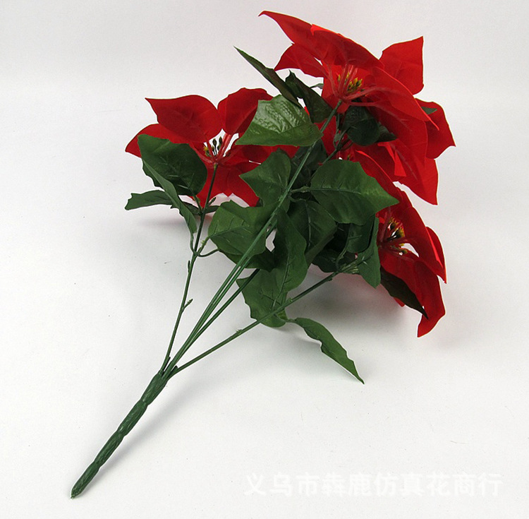 5头精品一品红07