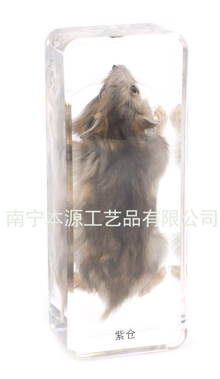 紫倉標本(整體圖1)