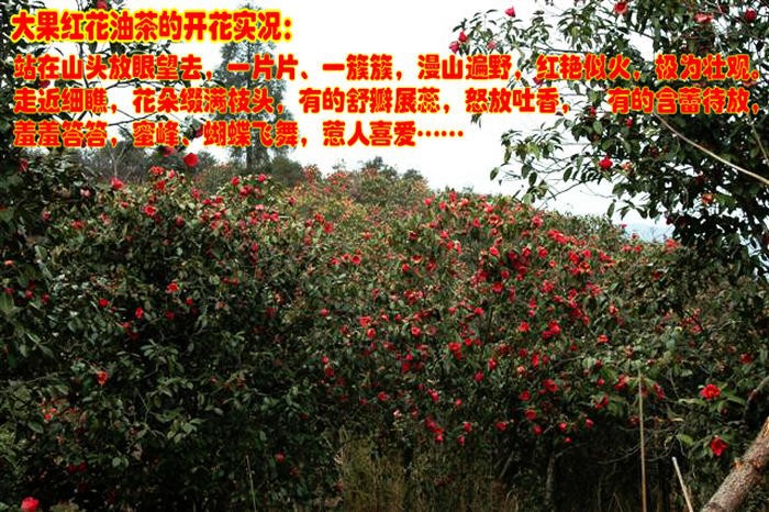 油茶，油茶苗，大果红花油茶，油茶种子，油茶营养杯苗