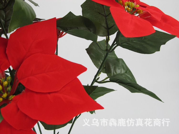 7头精品一品红05