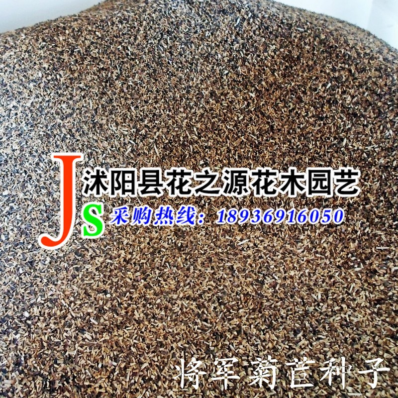 wholesale General Chicory seeds Europe Imported Pasture Seeds Nutrition Rich Yield