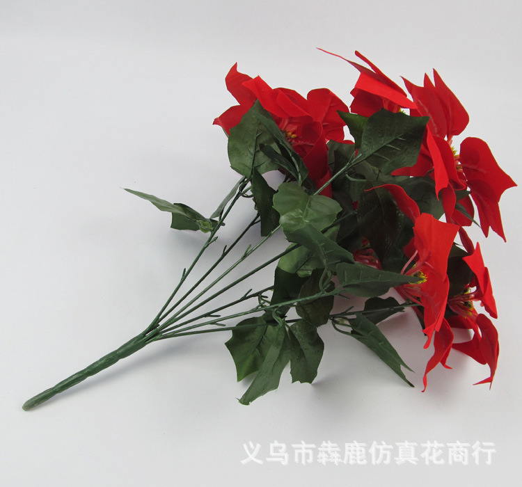 7头精品一品红08