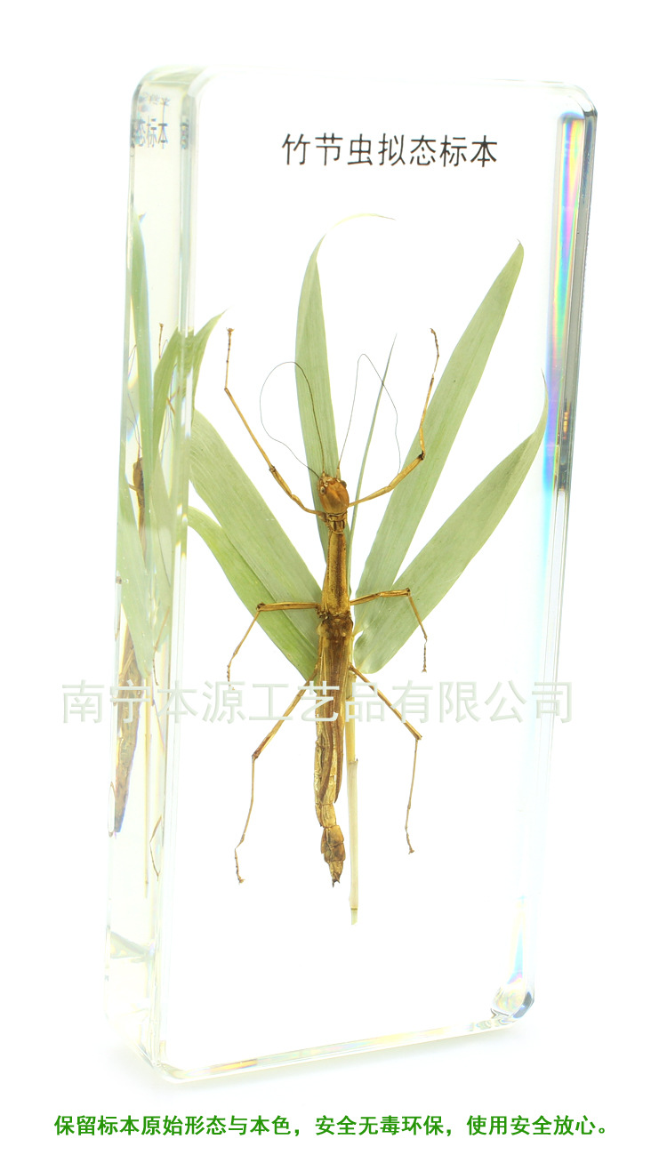 竹節蟲擬態標本 (整體圖03)