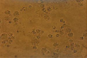 友康RS0009细胞培养用两性霉素B溶液(
