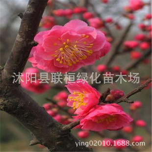 ֱ�N���|�ļt÷�� ÷�� �G��ֲ�� ֱ��3���� ͥԺ�G�� ��������