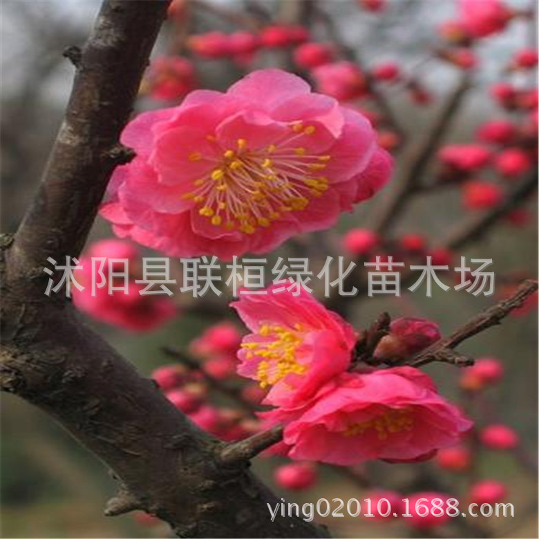 直销优质的红梅树 梅树 绿化植物 直径3公分 庭院绿化 工程用苗