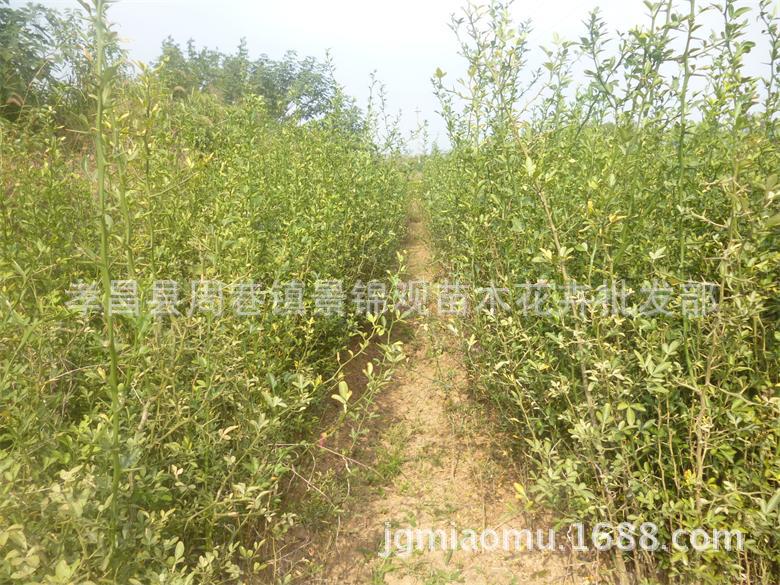 自产自销机壳苗优质枳壳苗枸桔苗 枸橘砧木苗湖北枸橘苗包速递-阿里巴巴