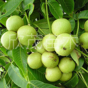 ֱ�N������ ������ľ ���Ҙ�޽ӹ���a���� ���� ���Ҙ���