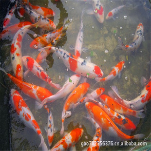 低價大量批發25-30公分的紅白錦鯉高品質紅白大正日本錦鯉魚活體