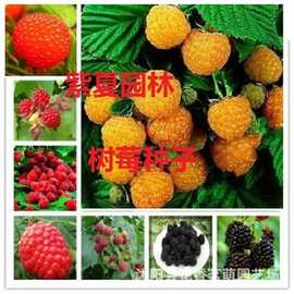 覆盆子种子 黑 黄 红 树莓种子欧美四大水果 保健水果