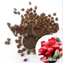 ��˾���l��ľ�N�� ľ�޻��N�Ӯ����ժ�·N�� ��ľ���ܷN�Ӱ��]