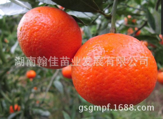 t01078dfa796a04268a_副本