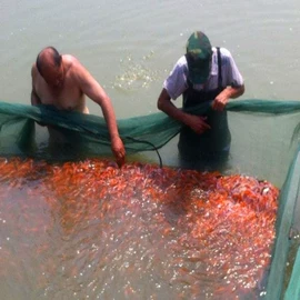 观赏鱼;宠物周边用品;特种水产