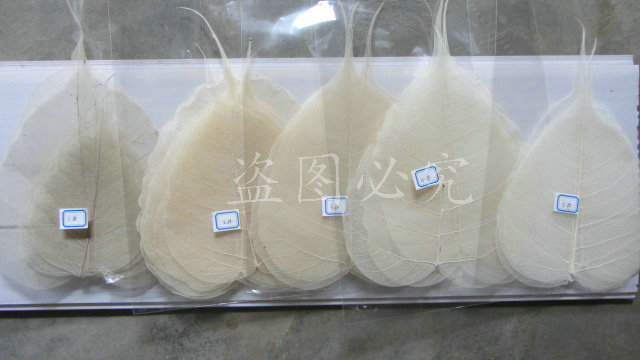 A001菩提叶脉 (31)