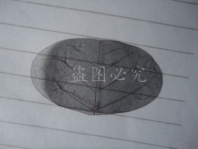 小椭圆叶 (5)