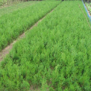 ����ֱ�N�������|��u��ľ �N��