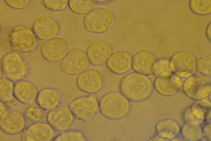 友康RS0009细胞培养用两性霉素B溶液(