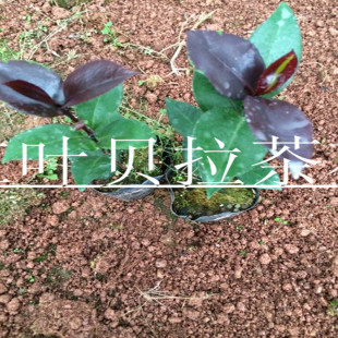 ���Լt�~ؐ���軨 �߶�15-25���ָ� �����a�����l ���~ؐ��