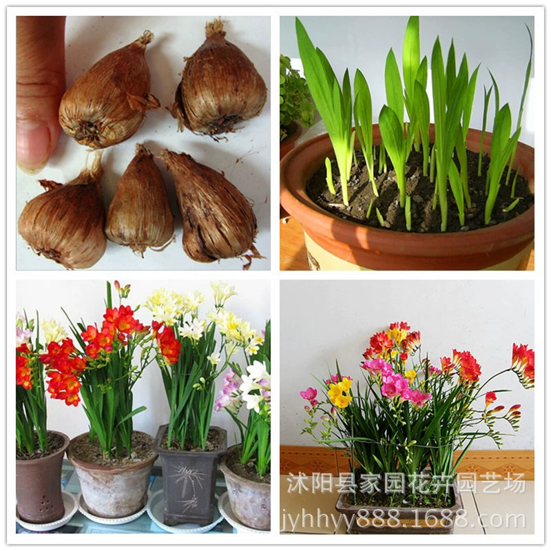 Оптовая продажа голландских ароматных снежных шариков с тяжелыми лепестками