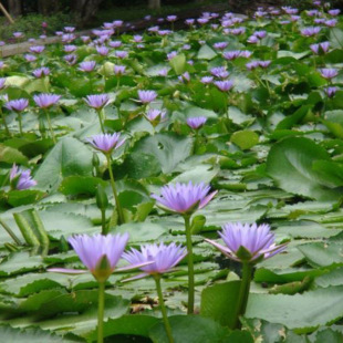 Water Lily Root Block Base Direct Sales Ornamental Aquatic Plants Water Lily Root Block Colors in a Complete Variety