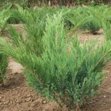 供应地柏铺地柏铺龙柏绿化灌绿化植物各种规格量大优惠