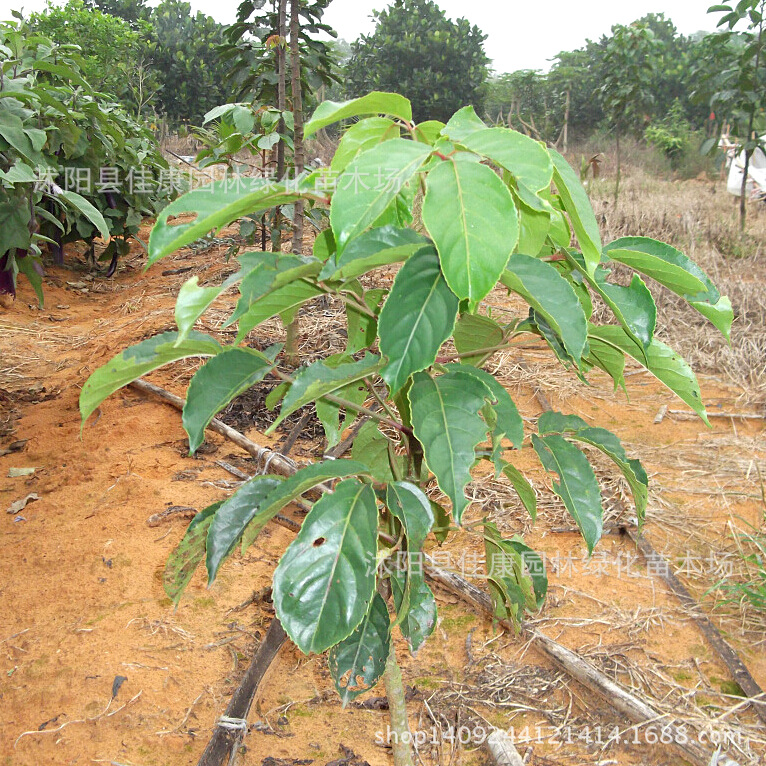 成人黄色短片1000部报价,老师你的丝袜淫穴好香啊的越野性能,妖人人体艺术高清图片