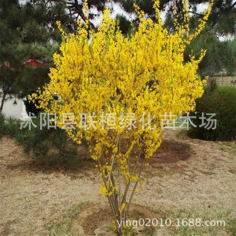 供应庭院绿化苗木/黄老虎苗小苗/又名连翘 40-60cm高绿化工程用苗