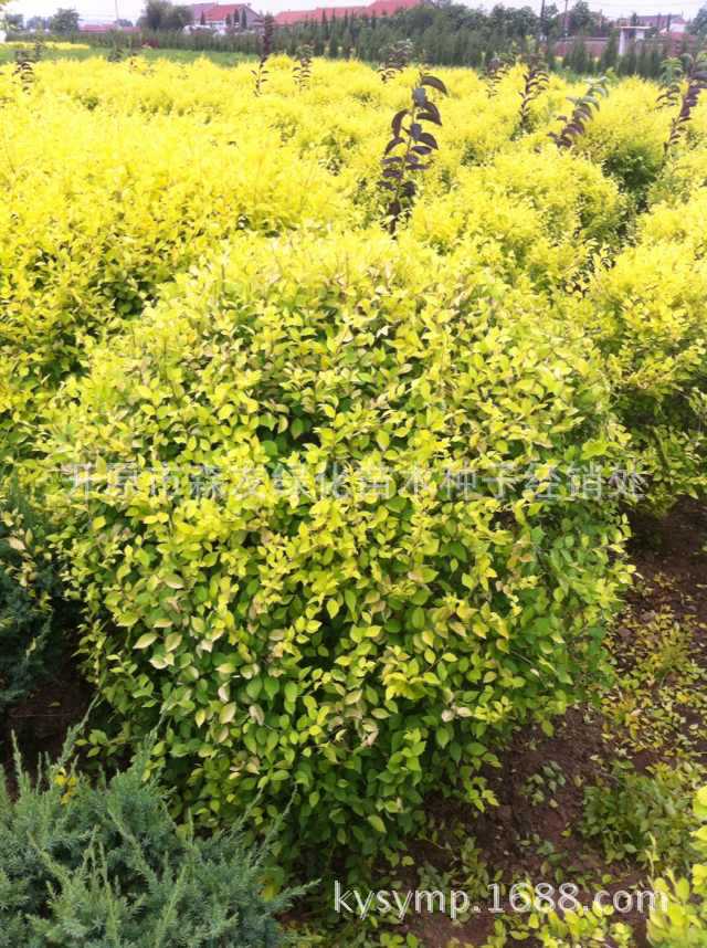 PIC_20140728_212135_BA3