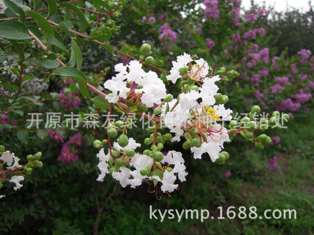 xin_18309071916362811794141