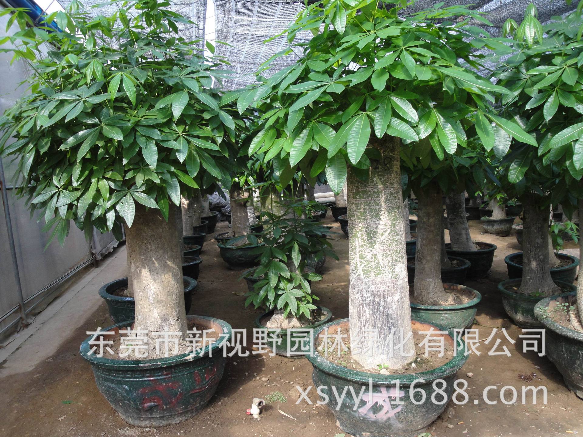 批发供应发财树盆景园林绿化室内盆栽 阿里巴巴 批发供应发财树盆景园林绿化室内盆栽 阿里巴巴