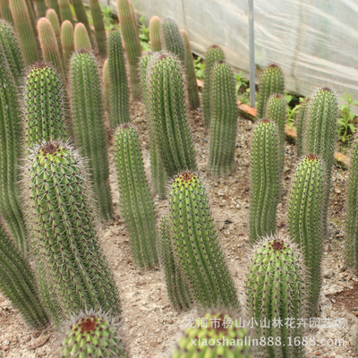 仙人柱 茶柱 高度60CM 实生沙漠绿色多肉植物 批发供应|ms