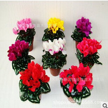 批发仙客来盆栽仙客来花苗 一品冠兔耳花兔子花桌面室内绿植