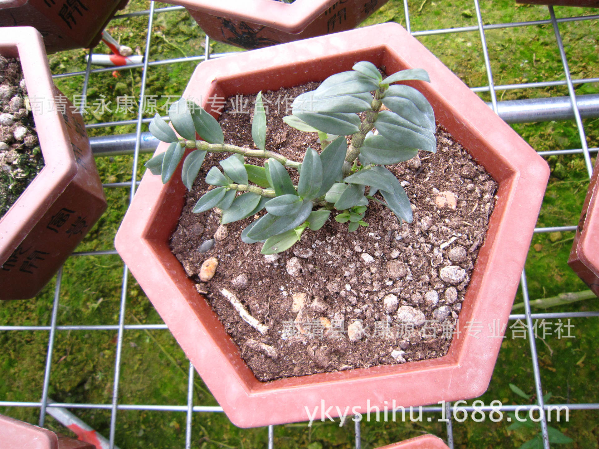 人体艺术撒尿图片高清图片