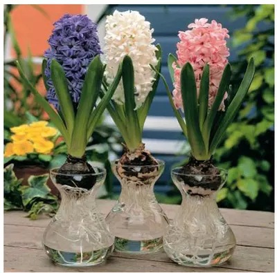 玻璃风信子植物水培花瓶玻璃花瓶