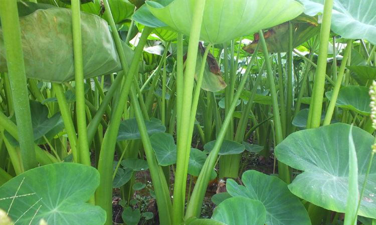 荔浦芋头_供应批发桂林荔浦大芋头、婴幼儿辅