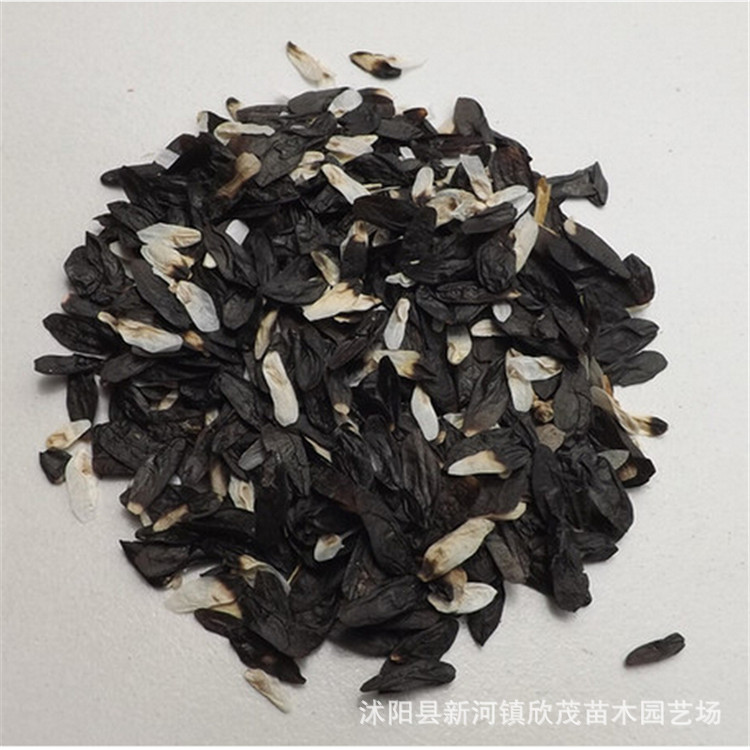 基地特价出售新采摘 白玉簪种子 白鹤花种子 易栽植低价批发包邮