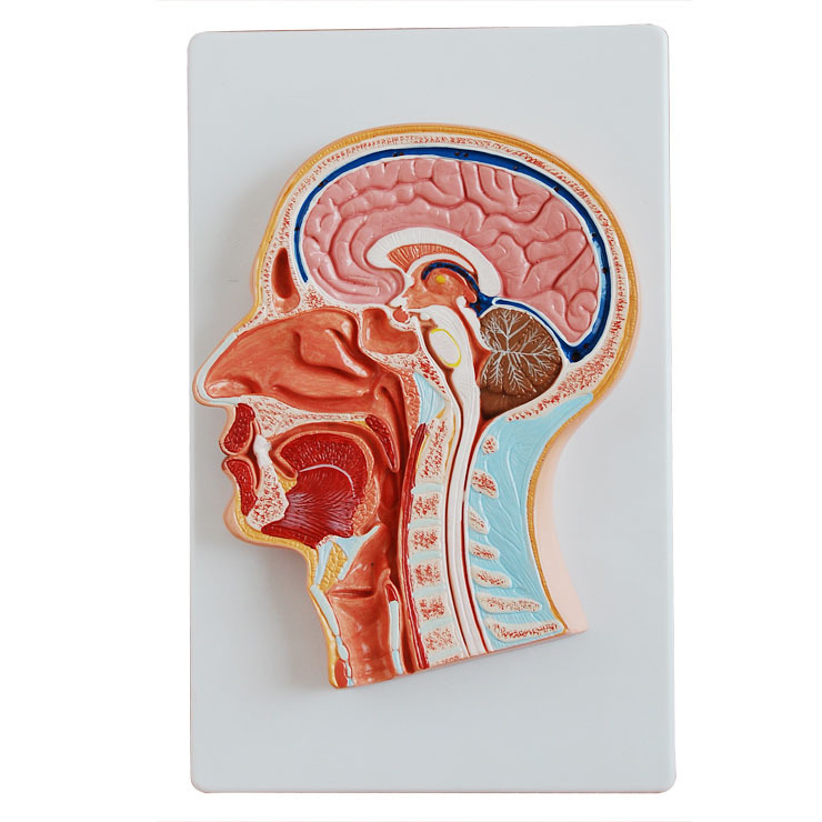  头部正中矢状切面模型