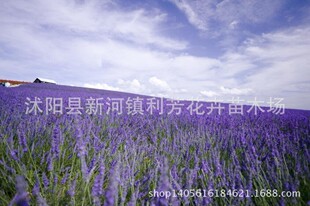޹�²��F���˷N�� �`��� ���ܷN�� 20��