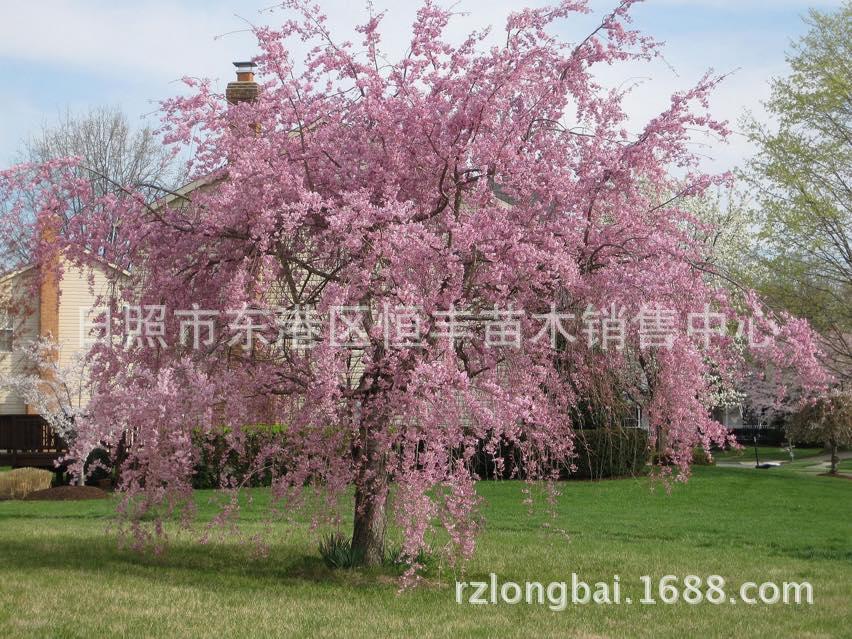 供应垂枝樱花 雨晴垂枝 八重红枝垂-阿里巴巴