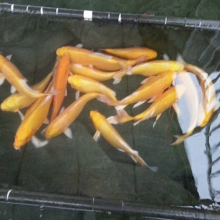 Ферма золотых рыбок и кои Ximing поставляет большое количество декоративных рыб, рыб кои, живых японских кои, бесплатная доставка