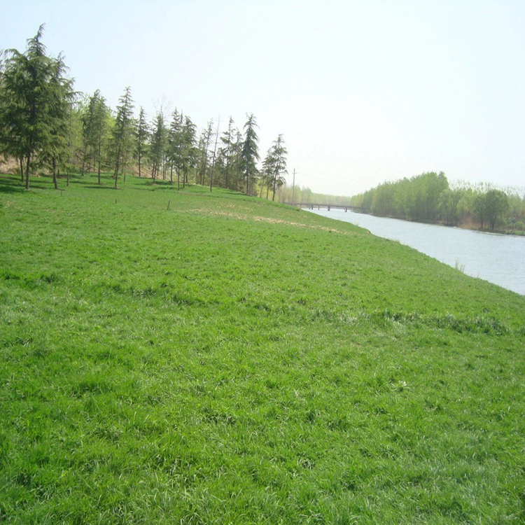 Семена газона с почвенным газоном четыре сезона семена травы морозостойкие двор вилла топтать устойчивостью Озеленение защиты склона без обрезки