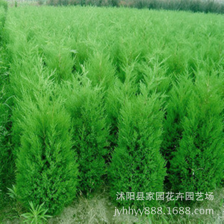 批发桧柏 塔柏 蜀桧小苗 绿化工程苗木批发 基地自产自销