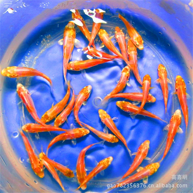 Рыбки кои - красно-белые, Тайшо триколор, дракон и феникс, золотые, платиновые, живые рыбки павлиньи кои