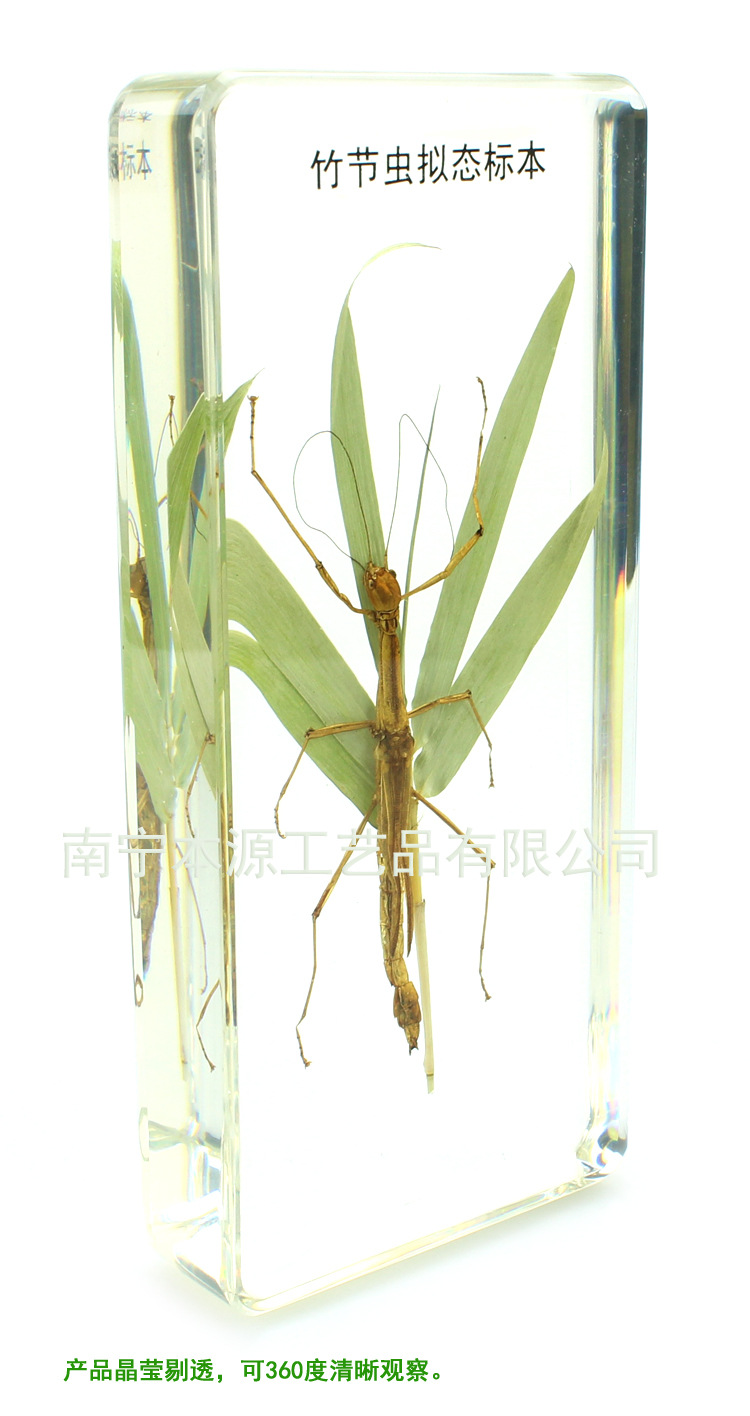 竹節蟲擬態標本 (整體圖02)