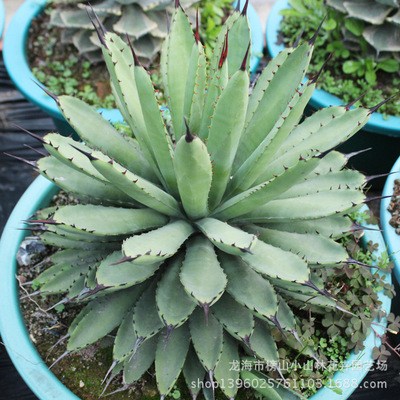 断叶绿肌八荒殿 龙舌兰 直径35CM左右 盆栽花卉多肉植物批发|ms