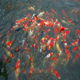 观赏鱼;特种水产;宠物周边用品