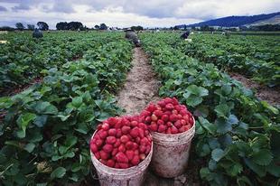 四川水果苗图片_四川水果苗图片大全 - 阿里巴