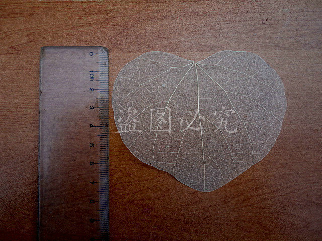 A003心形叶脉 (1)