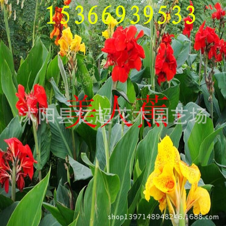 批发水生花卉 水生美人蕉苗 多种花色水生美人蕉种根 水生植物